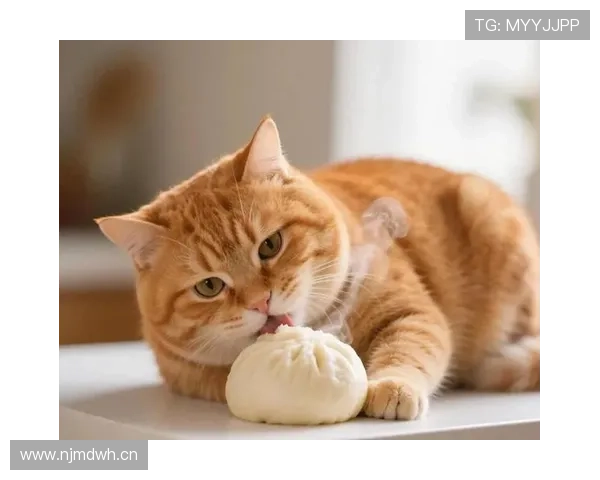 掌敏洁家的猫都比我省吃俭用